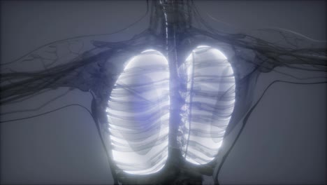 Examen-De-Radiología-De-Pulmones-Humanos